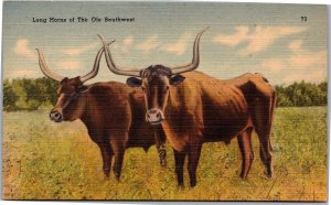 Postcard cow bull steer Long Horns of The Ole Southwest