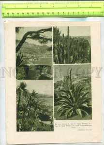 476361 cacti succulents exotic garden in Monaco Vintage illustration