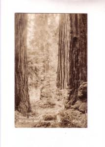 Real Photo, Giant Redwoods, Muir Woods National Monument, California