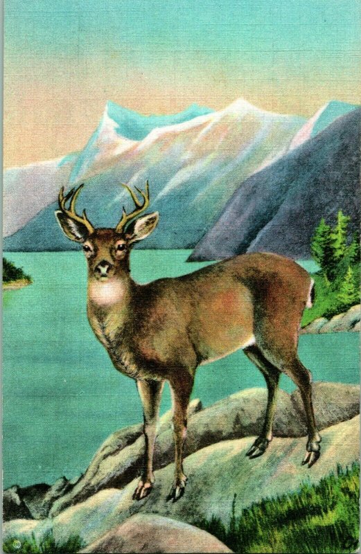 Vtg Lin Postale Blacktail Renne Sitka Américain Vie Sauvage De Northwest &