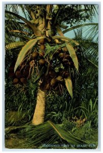1913 Scenic View Cocoanut Tree Miami Florida FL Vintage Antique Posted Postcard