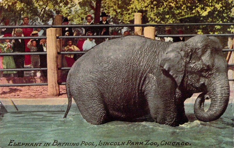 c.'07, Elephant in Bathing Pool at Lincoln Park Zoo Chicago, IL,Old Postcard