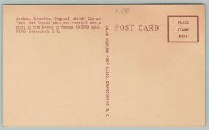 Orangeburg South Carolina~Edisto Gardens~Forest~c1950 Postcard 