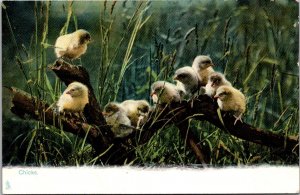 Tucks 1415 Animal Life, Baby Chicks PErched on Branch Vintage Postcard O41