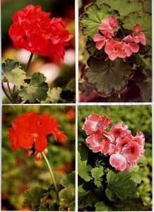 254034 Slovakia Muscat flowers set of 18 old postcards