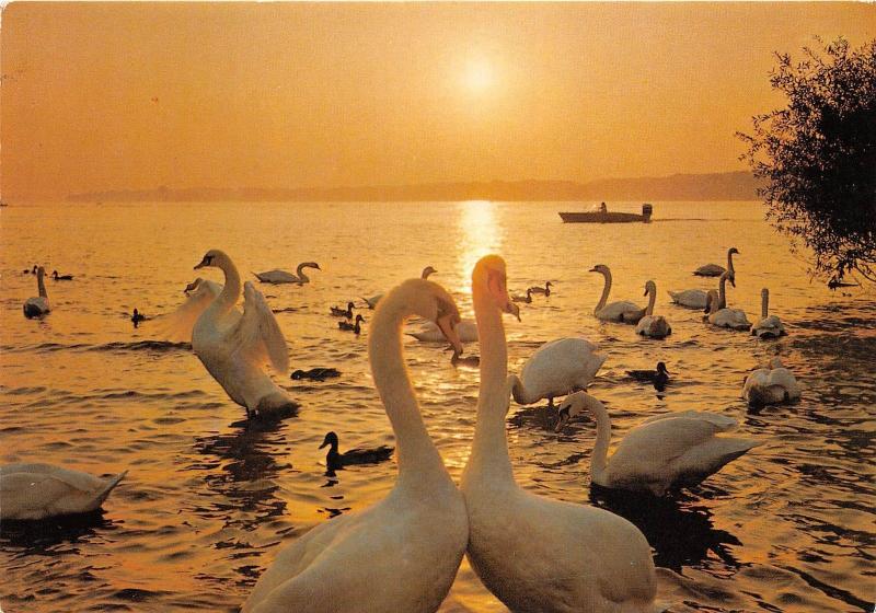 BG10166 berlin cygne swan abendstimmung am wannsee  germany