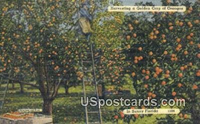 Harvesting Golden Crop of Oranges - Misc, Florida FL