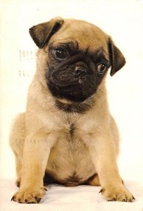 Pug Dog 