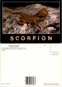 Scorpion(12678