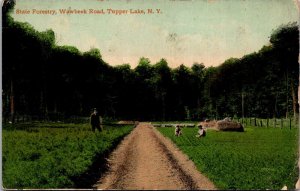 State Forestry, Wawbeek Road, Tupper Lake NY c1913 Vintage Postcard T69