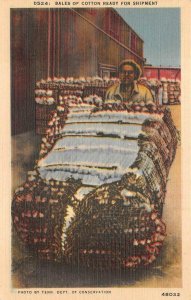 BALES OF COTTON READY FOR SHIPMENT BLACK AMERICANA POSTCARD (1940s)