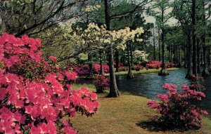 Greenfield Gardens in Bloom,Wilmington,NC