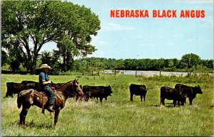 Cows Cowboy and Nebraska Black Angus