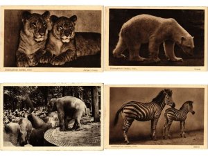 ZOO JARDIN DE PLANTES 200 Vintage ANIMAL Postcards DIFF COUNTRIES (L5982)