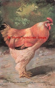 Alfred Schonian, I.P.M. No 245, Cochin Hen, Chicken, Jardin des Plantes