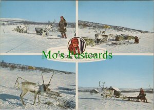 Norway Postcard - Reindeer - Vinter Da Vidda   RR8908