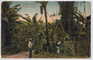 Cuttin Bananas, Bocas, Panama