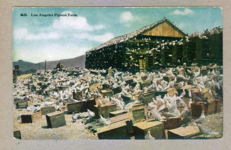 Los Angeles Pigeon Farm unused Postcard