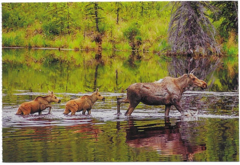 US Alaska - mint card. Moose cow and calves, Denali National Park