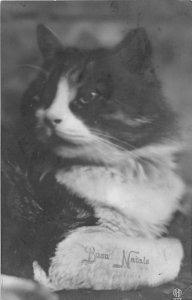 G8/ Animal Postcard 1928 Cat RPPC Real Photo Buen Natale 14