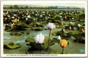 1929 Lily Pond Mississippi MS In Proposed National Park Site Posted Postcard