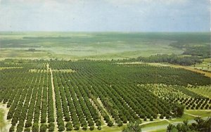 Air View of Silver Springs Groves, FL, USA Florida