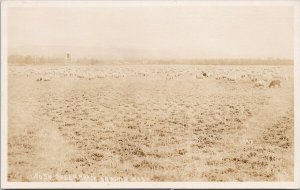 Sheep Ranch Yakima WA Washington Unused Real Photo Postcard H17