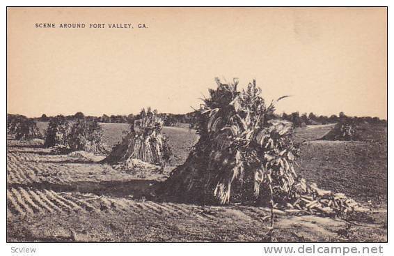 Scene Around Fort Valley, Haystacks, Fort Valley, Georgia, 1920-1940s