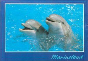 Postcard Spain holyday Marineland dolphins