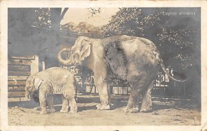 Momma And Baby Elephant real photo Elephant Writing On Back 