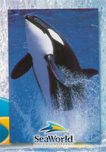 Shamu the Killer Whale at Sea World Adventure Park - pm 2003