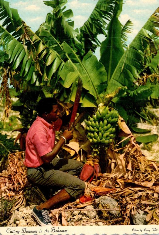 Bahamas Native Bahamian Cutting Bananas For Market