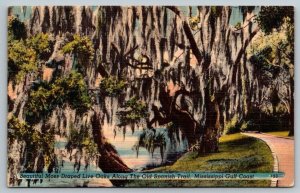 Moss Draped Live Oak   Mississippi Gulf Coast  Postcard