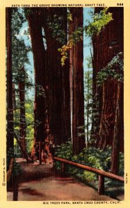 California Santa Cruz Big Trees Park Path Thru The Grove Showing Natural Graf...