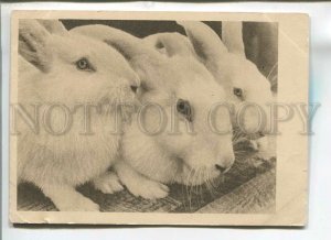 482742 1931 Rabbit breeding nursery Klenovo-Chegodaevo Mosmekhprom rabbit