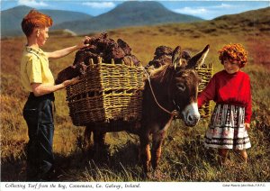 uk51896 collecting truf from the bog connemara galway ireland folklore