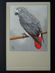 Bird Theme AFRICAN GREY PARROT c1950s Postcard by P. Sluis Series 5 No.52