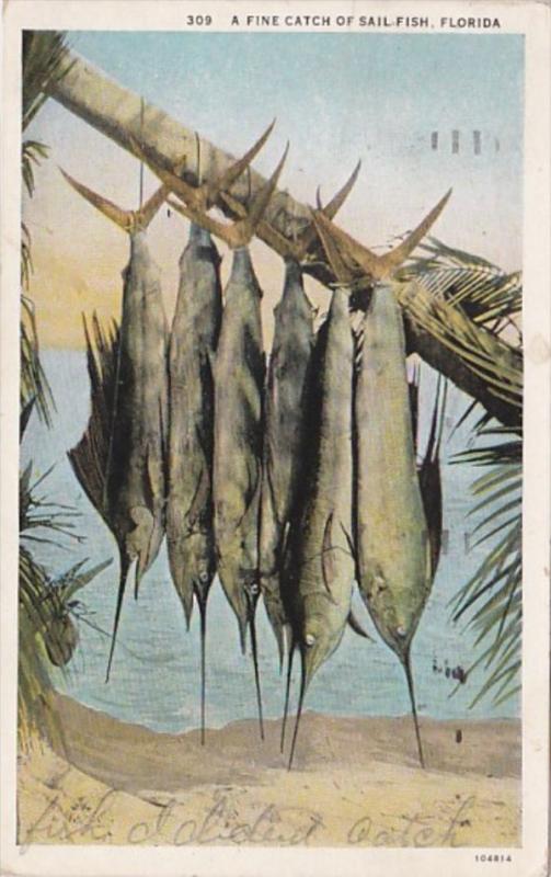 Florida Fishing A Fine Catch Of Sailfish 1932 Curteich