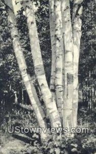 Birch Trees - Bethlehem, New Hampshire NH  