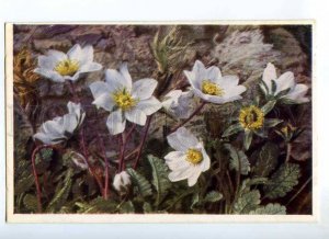 234956 Dryas Octopetala Flowers Vintage Color postcard