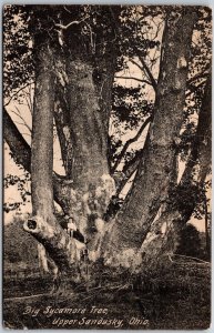 Big Sycamore Tree, Upper Sandusky, Ohio - Cut Down in 1911 - Postcard 