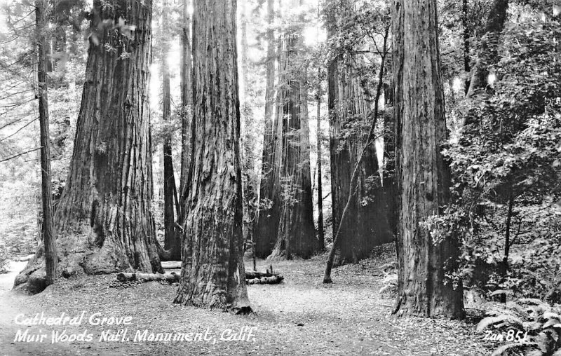 MUIR WOODS NATIONAL PARK CA CALIFORNIA~LOT OF 8 1940s REAL PHOTO POSTCARDS