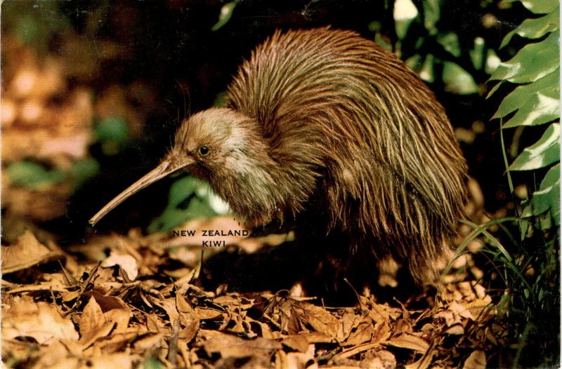 New Zealand, Kiwi bird Postcard