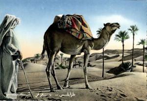 Libya, TRIPOLI, Orientation in the Desert, Camel (1960s) Postcard