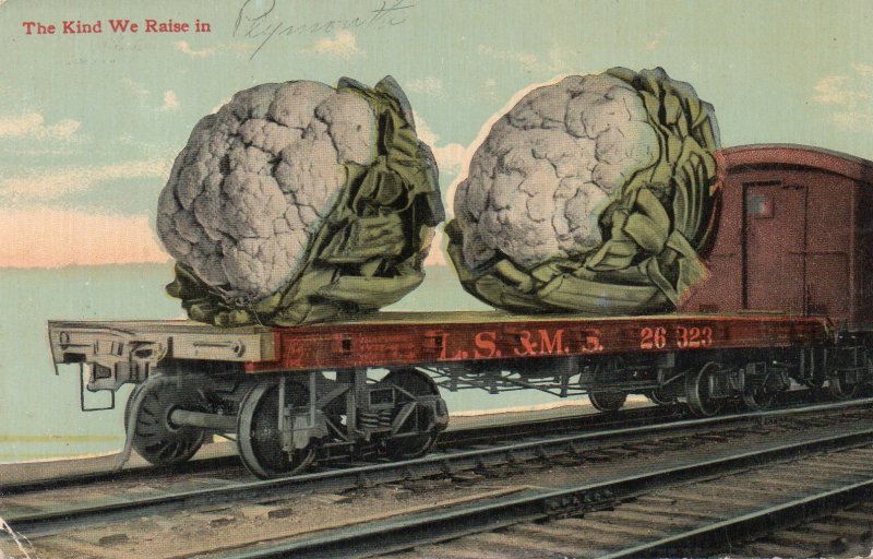 13061 Exaggeration: Cauliflower - The Kind We Raise - Grov & Bos RPO Cancel 1914