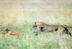 VINTAGE CONTINENTAL SIZE POSTCARD CHEETAH CHASING GZELLE FAWN TANZANIA