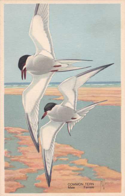 Common Tern - Wildlife Post Card Series - a/s F. L. Jaques