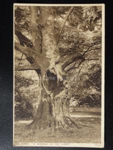 Hampshire: New Forest A MONARCH OF THE FOREST - Old Postcard by Photochrom Co