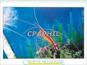 Postcard Modern Shrimp cleanser