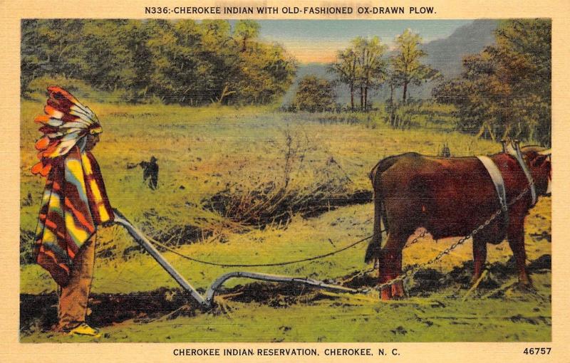 Cherokee North Carolina 1940s Postcard Cherokee Indian with Ox-Drawn Plow